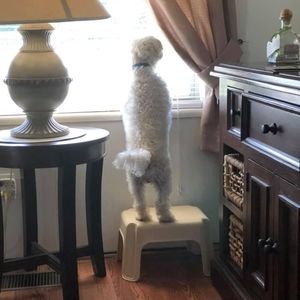 Meet your Posher, Sandi